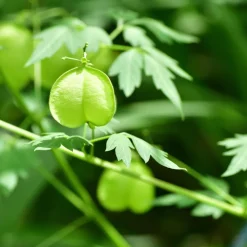 Online Rausch Sensitive-Shampoo mit Herzsamen